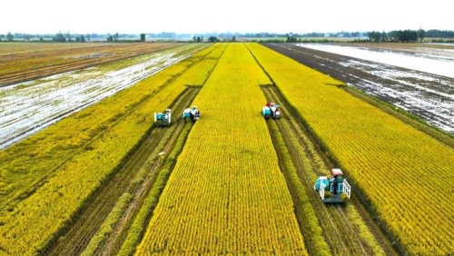 Lợi thế từ liên kết ngang với hợp tác xã